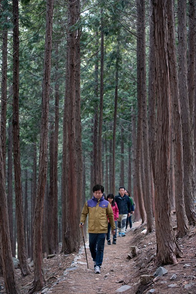 성주산 자연휴양림 내 편백나무숲.