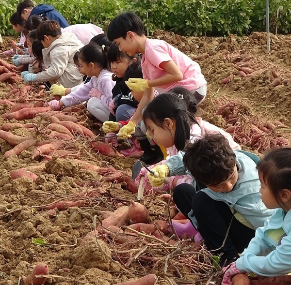 고구마 수확해요